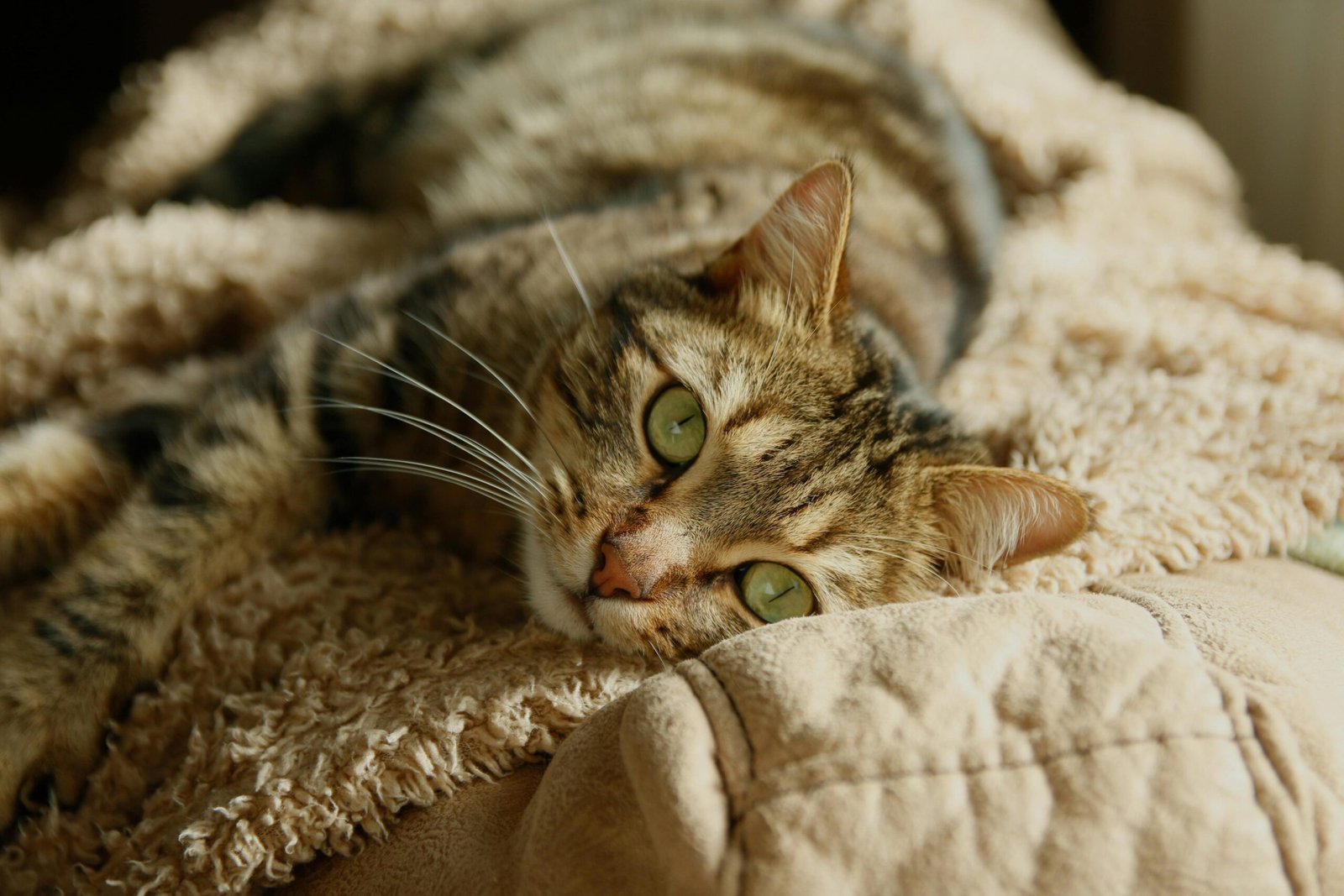 Dari Rumah Cari ke Rumah Impian: Ini Peta Jalannya